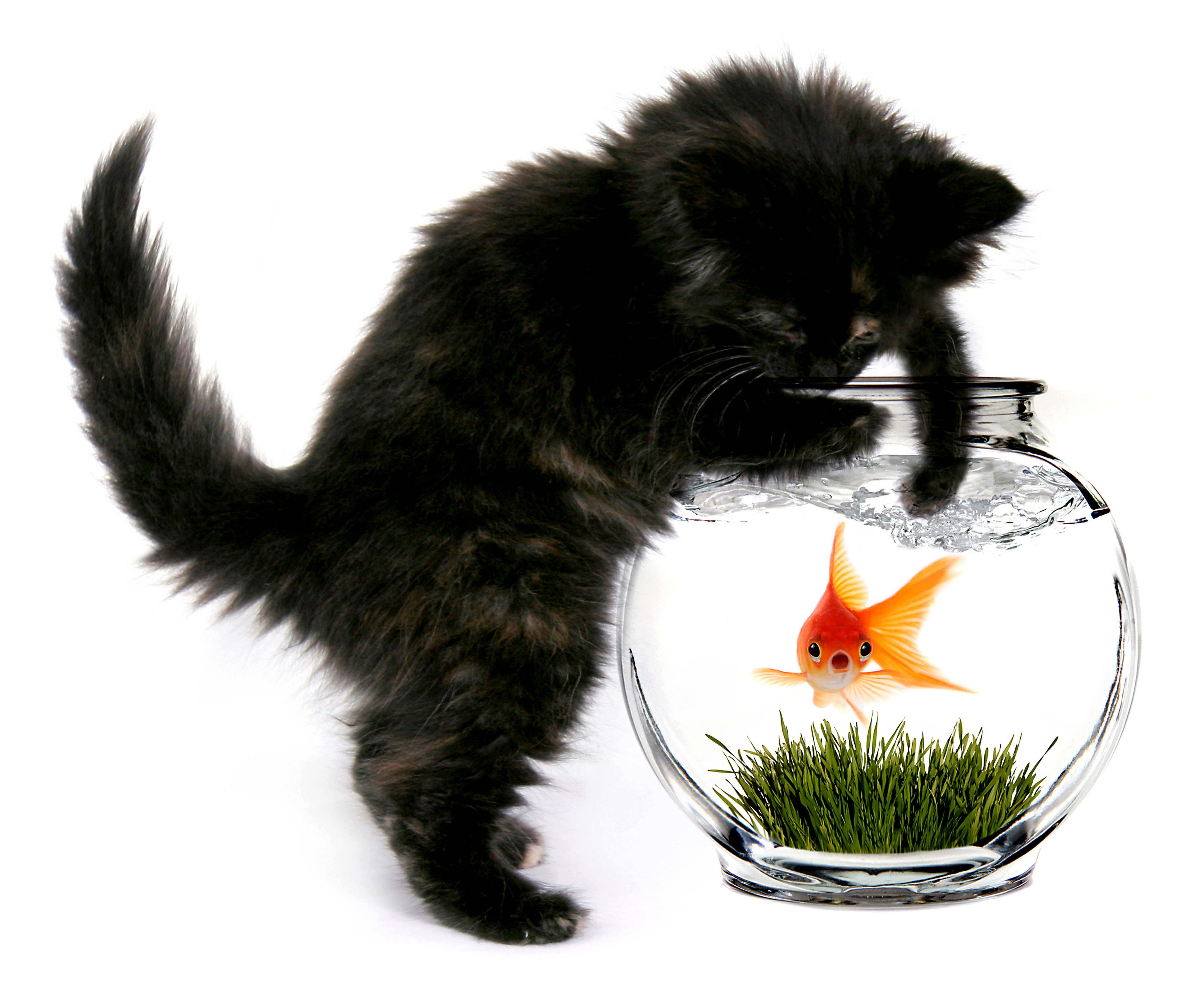 Cat with Goldfish